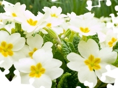 White, primrose