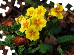 Leaf, Yellow Honda, primrose