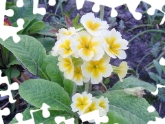 yellowish, primrose