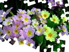 color, primroses