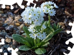 primroses, White, Flowers