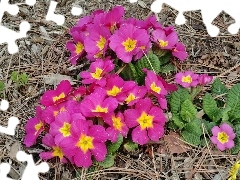 Spring, pink, Primroses, clump