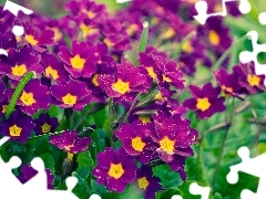 primroses