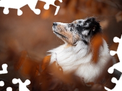 Australian Shepherd, dog, profile