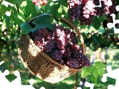 basket, Przebijające, luminosity, ligh, flash, grapes, plantation, sun