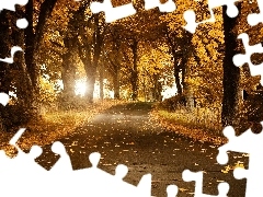 Path, Przebijające, luminosity, ligh, flash, forest, autumn, sun