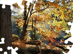trees, Przebijaj?ce, luminosity, ligh, flash, Autumn, forest, sun