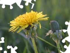 puffball, medical, Colourfull Flowers, bud, Yellow