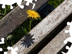 puffball, common, Wooden, Bench, Old