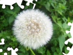 puffball, White, green, Leaf, common, Colourfull Flowers