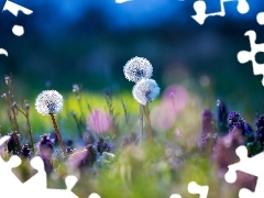 Meadow, grass, puffball, Flowers