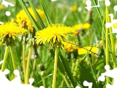 Yellow, puffball