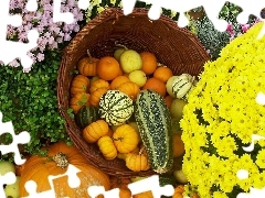 Autumn, Chrysanthemums, pumpkin, Flowers