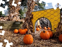 backyard, corn-cob, pumpkin, sheaves