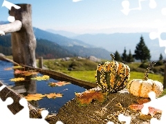 channel, Leaf, pumpkin, water