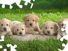 Labradors, beige, puppies, little doggies