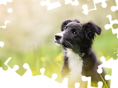 Meadow, blurry background, Puppy, Border Collie, dog
