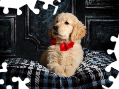 red hot, bow, Puppy, Golden Retriever, dog