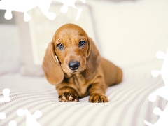 dog, honeyed, Puppy, Dachshund Shorthair