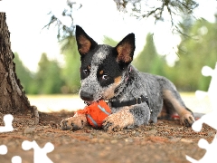 Australian cattle dog, dog, braces, trees, Ball, Puppy