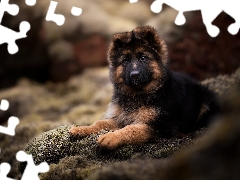 lying, Puppy, German Shepherd, dog