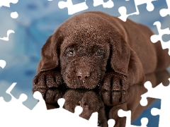 dog, Puppy, Labrador Retriever, Brown