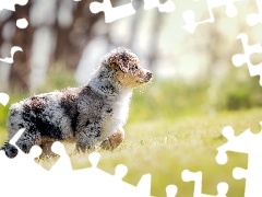 Meadow, grass, Australian Shepherd, Puppy, Australian Shepherd