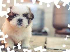 Shih Tzu, dog, Puppy