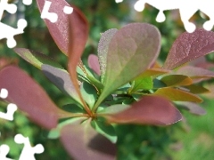 barberry, Leaf, Purple, Bush