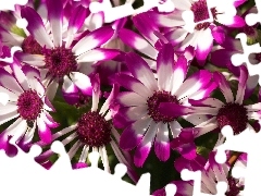 Flowers, purple, cineraria, white