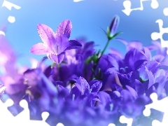 Flowers, Campanula Portenschlagiana, purple