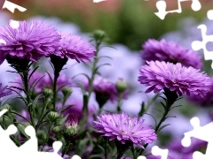 purple, Chrysanthemums, change