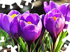 crocuses, purple