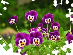 purple, pansies, faces