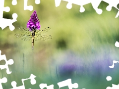 Flower, dragon-fly, purple