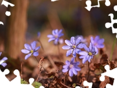 purple, Liverworts, Flowers