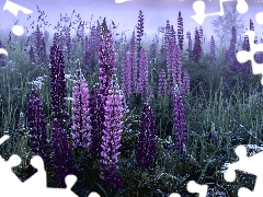 Flowers, lupins, Meadow, purple