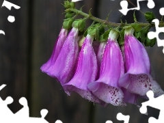 Purple Foxglove