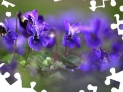 Flowers, fragrant violets, purple