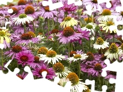 purple, echinacea, White