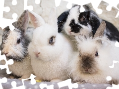 Rabbits, Blanket