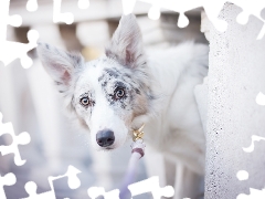 dog, muzzle, railing, Border Collie