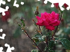 Rain, rose, Buds