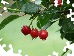 cherries, drops, rain, twig