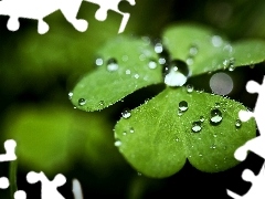 clover, drops, rain, leaves