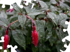 rain, fuchsia, drops