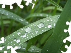 rain, grass, drops