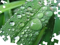 rain, leaf, drops