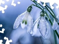 rain, snowdrops, drops