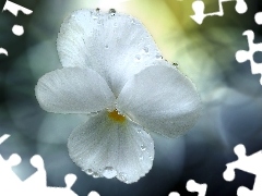 rain, flakes, pansy, drops, White